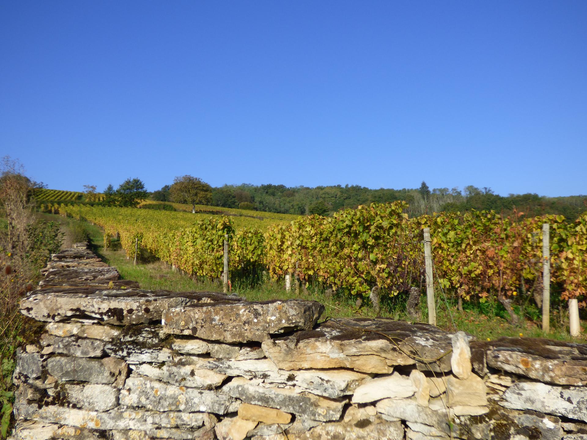 Vignes et murger à Azé